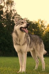 Saarloos Wolfhound 32