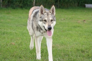 Saarloos Wolfhound 8