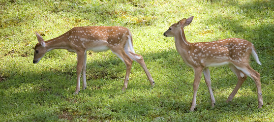 pair of fawns