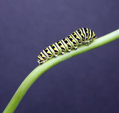 swallow tail caterpillar