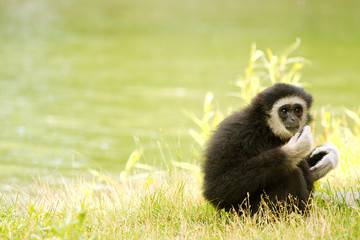 Monkey sitting looking into camera