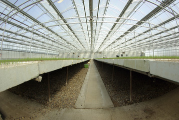 Fototapeta premium Greenhouse growing tree seedlings