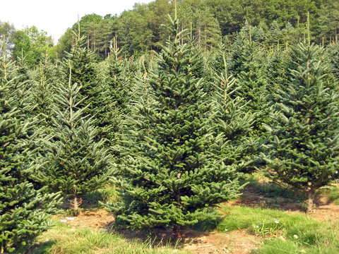 Fototapeta A Christmas tree farm in the summertime.