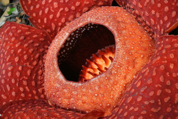 Rafflesia, the biggest flower in the world ,  Borneo, Malaysia