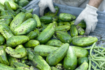 Shiny green cucumbers being delivered to a market.