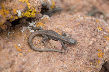 The lizard on stone