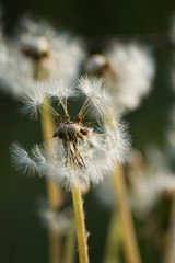 Dandelion