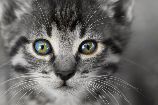 Partial coloring photo of small kitten - close-up
