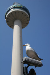 seagull by radio mast