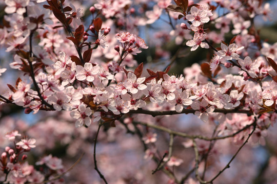 Beautiful pale white and pink spring tree blossom