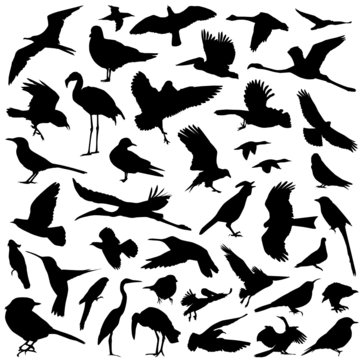 collection of bird vector