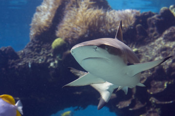 Darktip