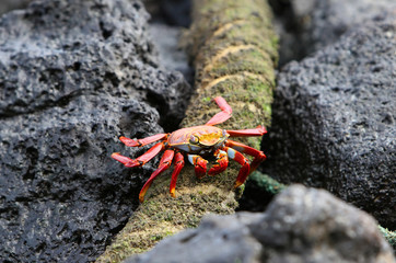 Sally Lightfoot Crab