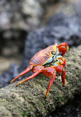 Sally Lightfoot Crab