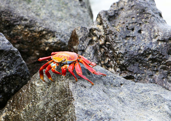 Sally Lightfoot Crab