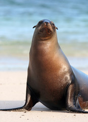 Fototapeta premium A Sea Lion poses for the tourists