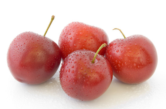 red pulm
