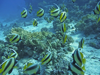 Poissons tropicaux sur un récif corallien