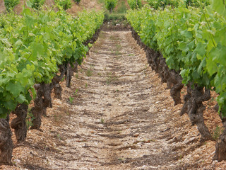 Fototapeta na wymiar przejście między dwoma rzędami winorośli