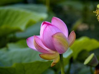 Wild pink lotus - endemic Far East, Russia