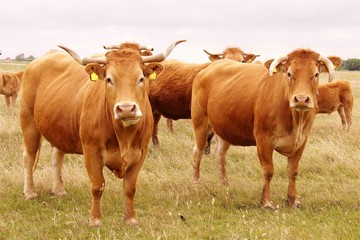 Fototapeta na wymiar Dwie blond krowy Anquitaine