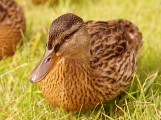 A young mallard in the grass