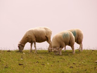 Sheep grazing at a dike