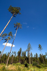 Perspective view of a pine wood