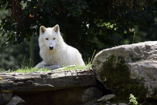 Loup blanc &agrave; l'aff&ucirc;t