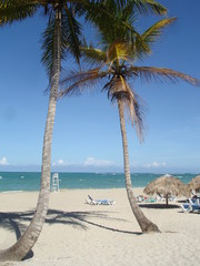 Paradise sandy beach and palm  tree blue sky