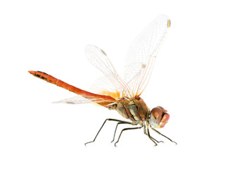 Sympetrum fonscolombei in front of a white background
