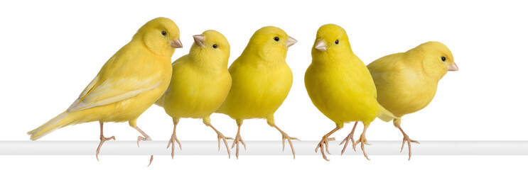Flock of Yellow canary