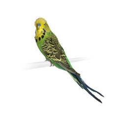 Budgerigar in front of a white background