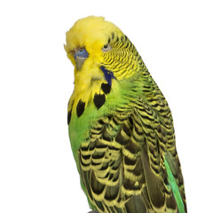 Budgerigar in front of a white background