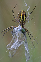Wespenspinne mit Libelle als Beute