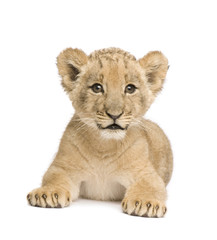 Fototapeta premium Lion Cub (8 weeks) in front of a white background