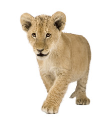 Naklejka premium Lion Cub (4 months) in front of a white background