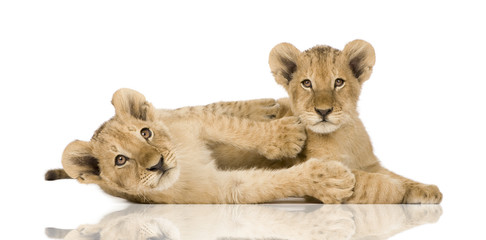 Obraz premium Lion Cub (4 months) in front of a white background
