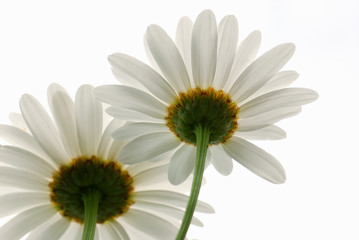 Fototapeta premium blanches fleurs