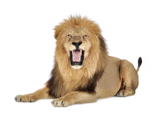 Papier Peint photo autocollant Lion Lion devant un fond blanc