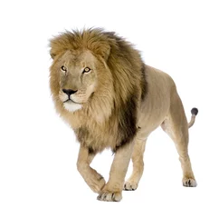 Photo sur Plexiglas Lion Lion (8 ans) - Panthera leo devant un fond blanc