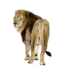 Obraz na płótnie Canvas Lion (8 lat) - Panthera leo przed białym tle