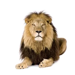 Photo sur Plexiglas Lion Lion (4 ans et demi)