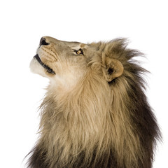 Lion (4 and a half years)