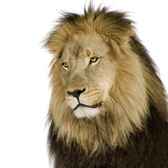 Lion (4 and a half years)