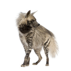 Striped Hyena in front of a white background