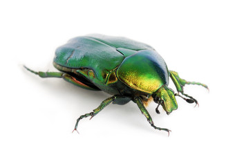 scarabeo verde