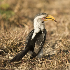 Southern Yellow-billed Hornbill - Tockus leucomelas