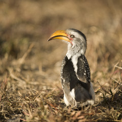 Southern Yellow-billed Hornbill - Tockus leucomelas