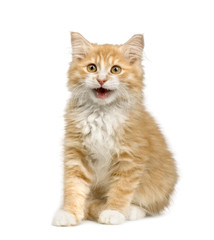 Siberian cat (12 weeks) in front of a white background